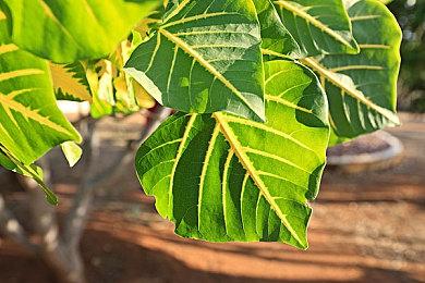 《雀魂麻将》注册用户数突破1500万 游戏内赠礼庆贺